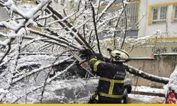 Batman’da Karın Ağırlığına Ağaçlar Dayanamadı: Belediye Ekipleri Tehlikeyi Bertaraf Etti