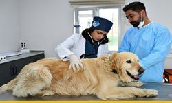 İsraf Mamaya Dönüşüyor: Batman’da Sokak Hayvanları İçin Örnek Seferberlik