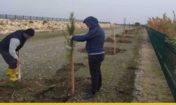 Mavi Yeşil Batman’da Dev Adım: Şehrin Yeni Yürüyüş Yolu Ağaçlarla Donatılıyor