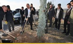 Vizyoner Proje Hayata Geçiyor: Batman'ın Girişleri 15 Bin Fidanla "Yeşil Kuşak" Oluyor