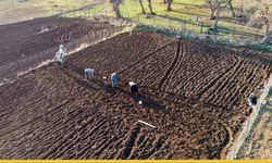 Coğrafi İşaretli Hasankeyf Mehina Sarımsağının Ekimine Başlandı