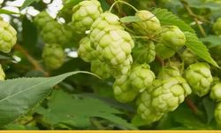 Türk Çiftçisinin Çöpe Attığı Filiz, Avrupa’da Kilosu 35 Bin TL’den Satılıyor!