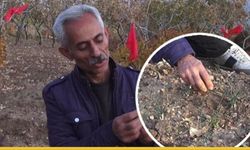 Fıstığın Yanına Dünyanın En Pahalı Baharatı Geldi: Gercüş'lü Çiftçiler Safrandan Rekor Verim Aldı