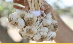 Hasankeyf'in Tescilli İncisi Toprakla Buluştu: Mehina Sarımsağında Yeni Sezon Açıldı