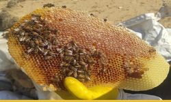 Sason Balı Dünya Ligine Hazırlanıyor: Arıcılara Organik Kovan Desteği