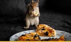 Batman’dan Ankara’ya Uzanan Şefkat Köprüsü: Minik Pençelerin Mucizevi Dönüşü