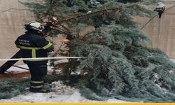 Dallarda Biriken Tehlike: Batman’da Devrilme Riski Taşıyan Ağaçlara Anında Müdahale