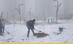 Kardelen Mahallesi’nde Yeşil Dönüşüm: Batman’da Çınar Seferberliği