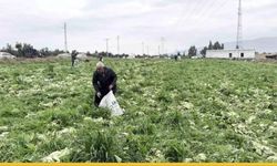 Hatay’da Tarlada Kalan Umutlar Sofraya Değil Çuvallara Doldu: "Para Etmiyor" Diyerek Kapıları Açtı