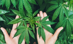 Tarlalarda Sanayi Devrimi: 21 Şehirde Kenevir Seferberliği Başladı