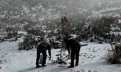 Hasankeyf’te Yaban Hayvanlarına "Can Suyu" Oldu