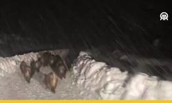 Siirt'te Yaban Domuzu Sürüsü Karlı Yolu İşgal Etti