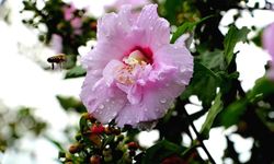 2026 İlk Cemre Ne Zaman Düşecek?