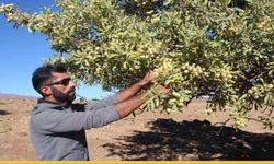 Bingöl'de En Çok Ne Yetişir?