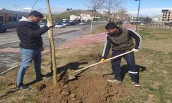 Batman’da İki Ayda 2 Bin 157 Fidan Toprakla Buluştu
