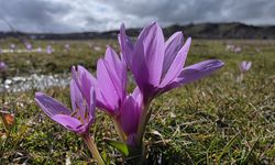 Bingöl’de Mor Şölen: Baharın Müjdecisi Çiğdemler Açtı