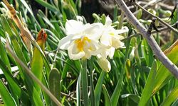Nergis Çiçekleri Hasankeyf'te Baharı Müjdeledi