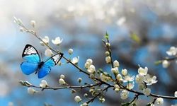 BAHARIN İLK MÜJDESİ GELDİ: İlk Cemre Havaya Düştü!