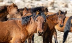 Raman Dağı’nın Kartpostallık Atları Objektiflere Yansıdı