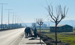 Batman–Hasankeyf Yolunda 20 Kilometrelik Yeşil Kuşak Çalışması