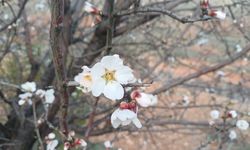 Batman’da Badem Ağaçları Beyaza Büründü