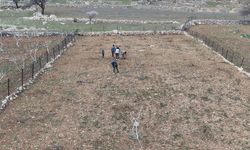 Batman'da Tescilli Mezrone Üzümü İçin Budama Vakti