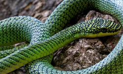 Kamboçya'da Bir Mağarada Uçan Yılan Keşfedildi