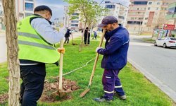 Batman’da 13 Günde 1000 Ağaç Toprakla Buluştu