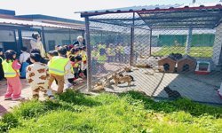 Batmanlı Öğrenciler Sordu, Veteriner Hekimler Cevapladı