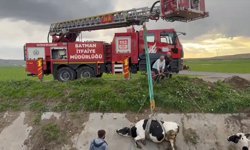 Batman'da Kanaldaki İnekler Merdivenle Tahliye Edildi