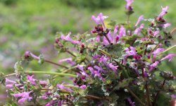 Batman'da Kır Çiçekleri Ovaları Süsledi