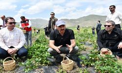 Tescilli Sason Çileği Görücüye Çıktı