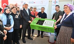 Batman’da "Koşan Tavuk" Dönemi Başladı