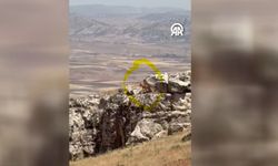 Gercüş'te İki Ceylan Kameraya Yansıdı