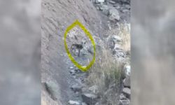 Gercüş'te Tilki Sürprizi Kamerada