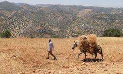 Hasankeyf'te Buğdaylar Katırlarla Harmana Taşınıyor