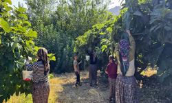 Hasankeyf’te Benati İnciri Hasadı Başladı