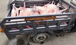 Batman’da Kaçak Kesime Baskın: 14 Hayvanın Eti İmha Edildi