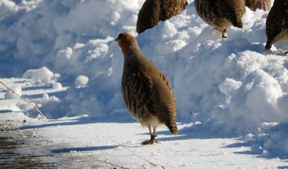 Erzurum'da çil keklikler karlar üzerinde yiyecek ararken görüntülendi