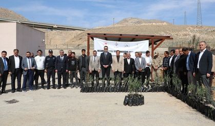 Tarihi İlçe Hasankeyf, Zeytin Bahçesine Dönüşüyor