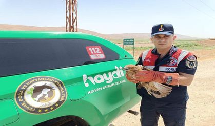 Yaralı Şahin Jandarma Tarafından Kurtarıldı