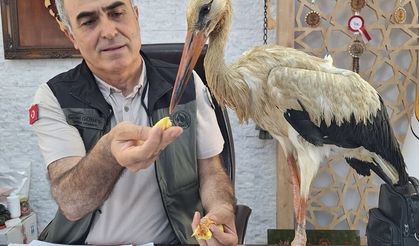 Mersin'de yangınlardan kaçtığı değerlendirilen yaralı leylek ormancılara sığındı