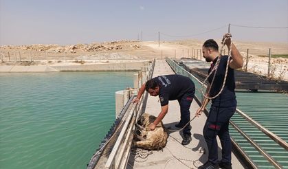Şanlıurfa'da sulama kanalına düşen köpeği itfaiye ekipleri kurtardı