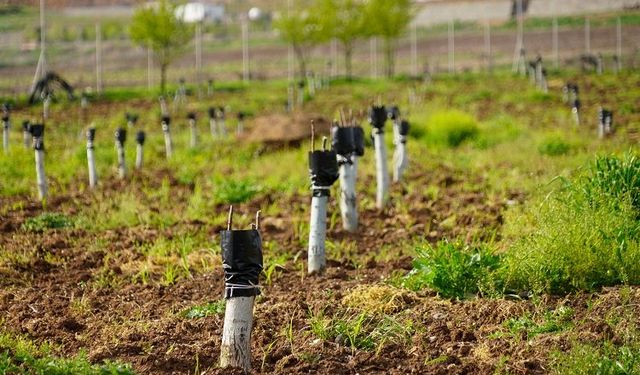 Kozluk'ta Menengiç Ağaçları Antep Fıstığına Kavuşuyor