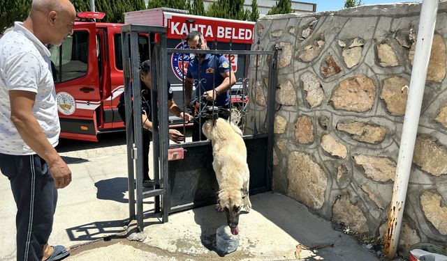 Adıyaman'da demir kapıya sıkışan köpek kurtarıldı