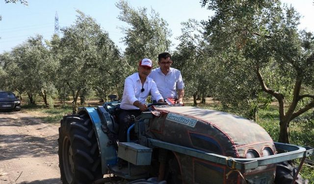 Bursa Gemlik'te zeytin ağaçları suya kavuştu