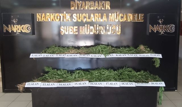 Diyarbakır'da Hevsel Bahçeleri'nde 3 bin 267 kök Hint keneviri ele geçirildi