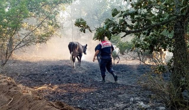 Edirne Jandarma, Lalapaşa'da yangında hayvanları kurtardı