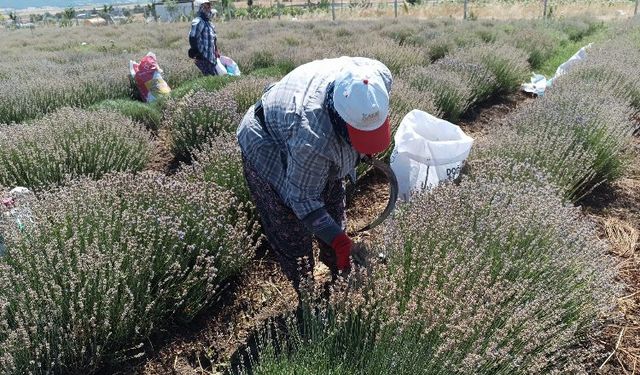 Siğilli Lavanta Bahçesi’nde 4.hasat dönemi başladı