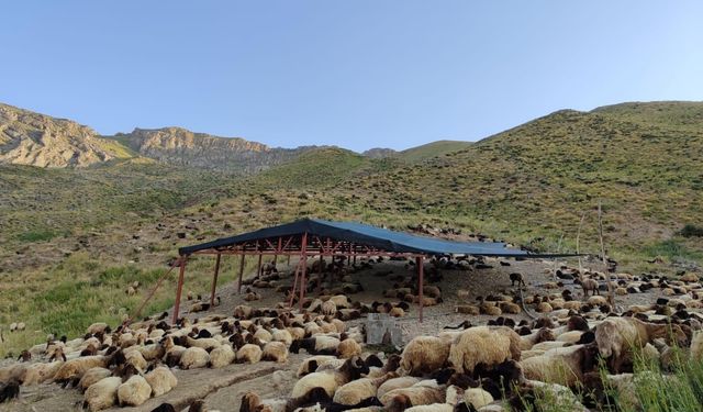 Siirt'te mera alanlarının ıslah edilmesi çalışmaları sürüyor